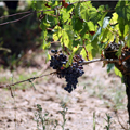 Enogastronomía, vino y tradición culinaria de la Isla de Elba